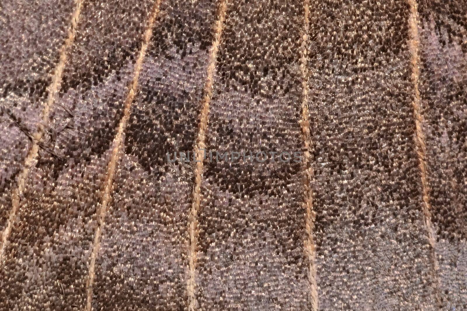 2 - Background poplar hawk moth wing abstract texture. Scintillating shiny wing scale textures and venation. Super macro close up image.