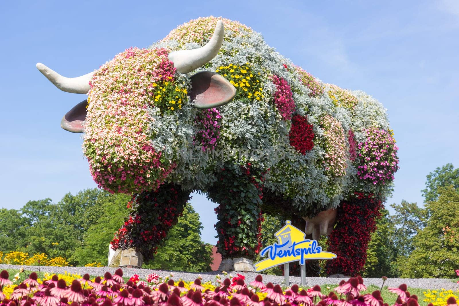 VENTSPILS, LATVIA - AUGUST 21, 2020: Flower cow in city park. Cow is symbol city of Ventspils.