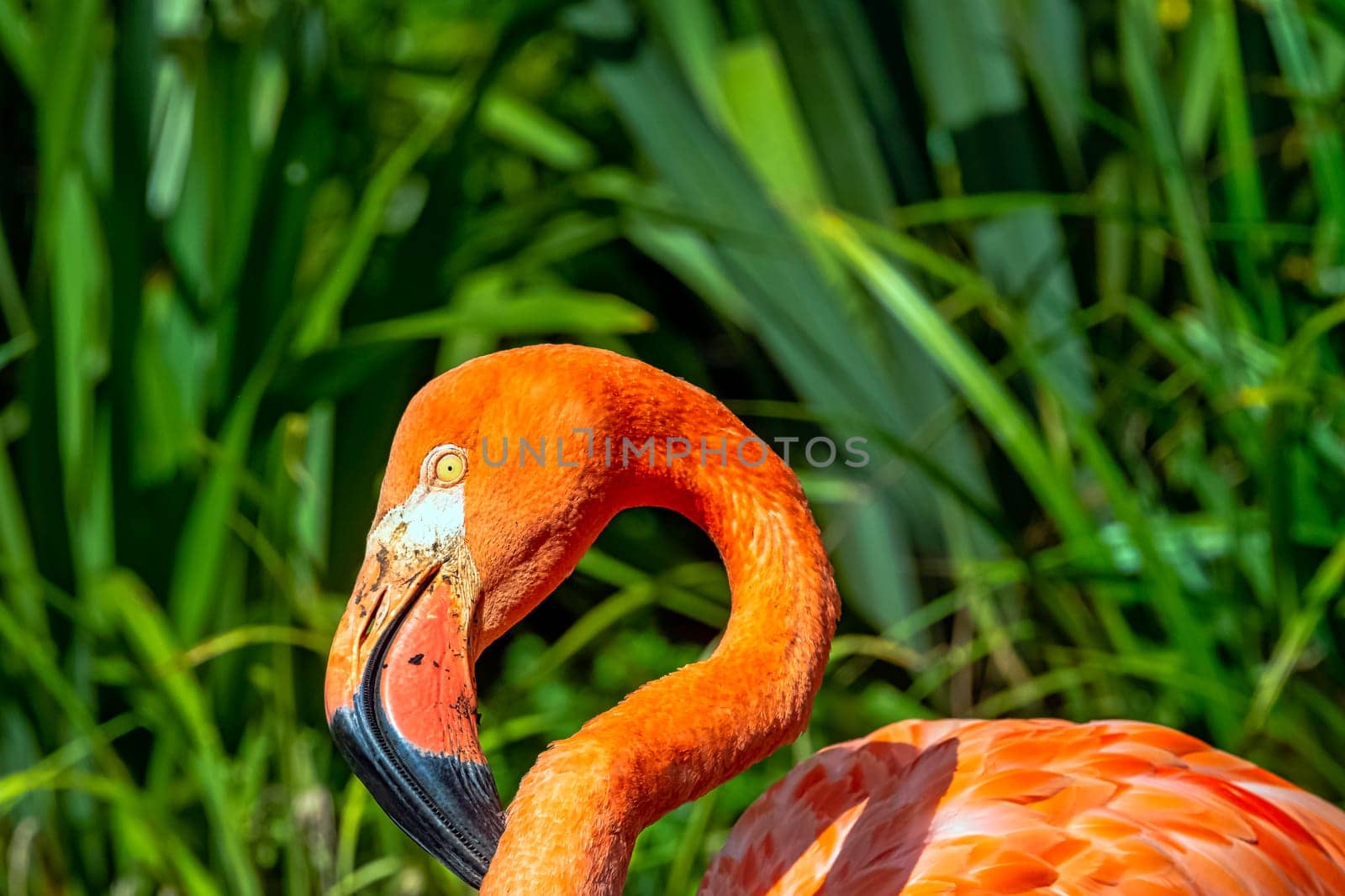 Phoenicopterus ruber known as American or Caribbean flamingo - Peninsula de Zapata / Zapata Swamp, Cuba