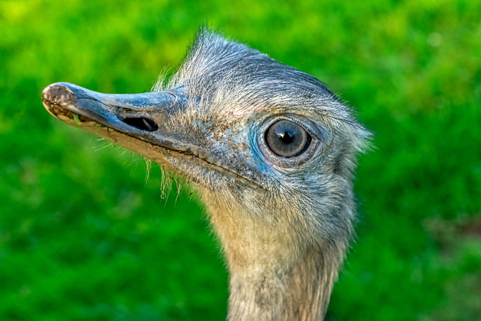 Rhea known as nandu - South American ostrich
