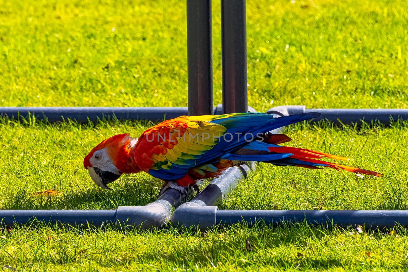 Ara macao known as scarlet macaw