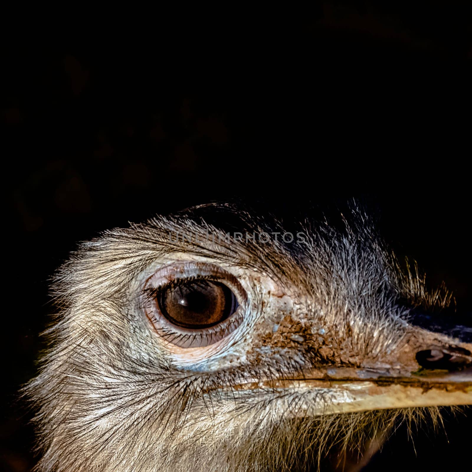 Rhea known as nandu - South American ostrich