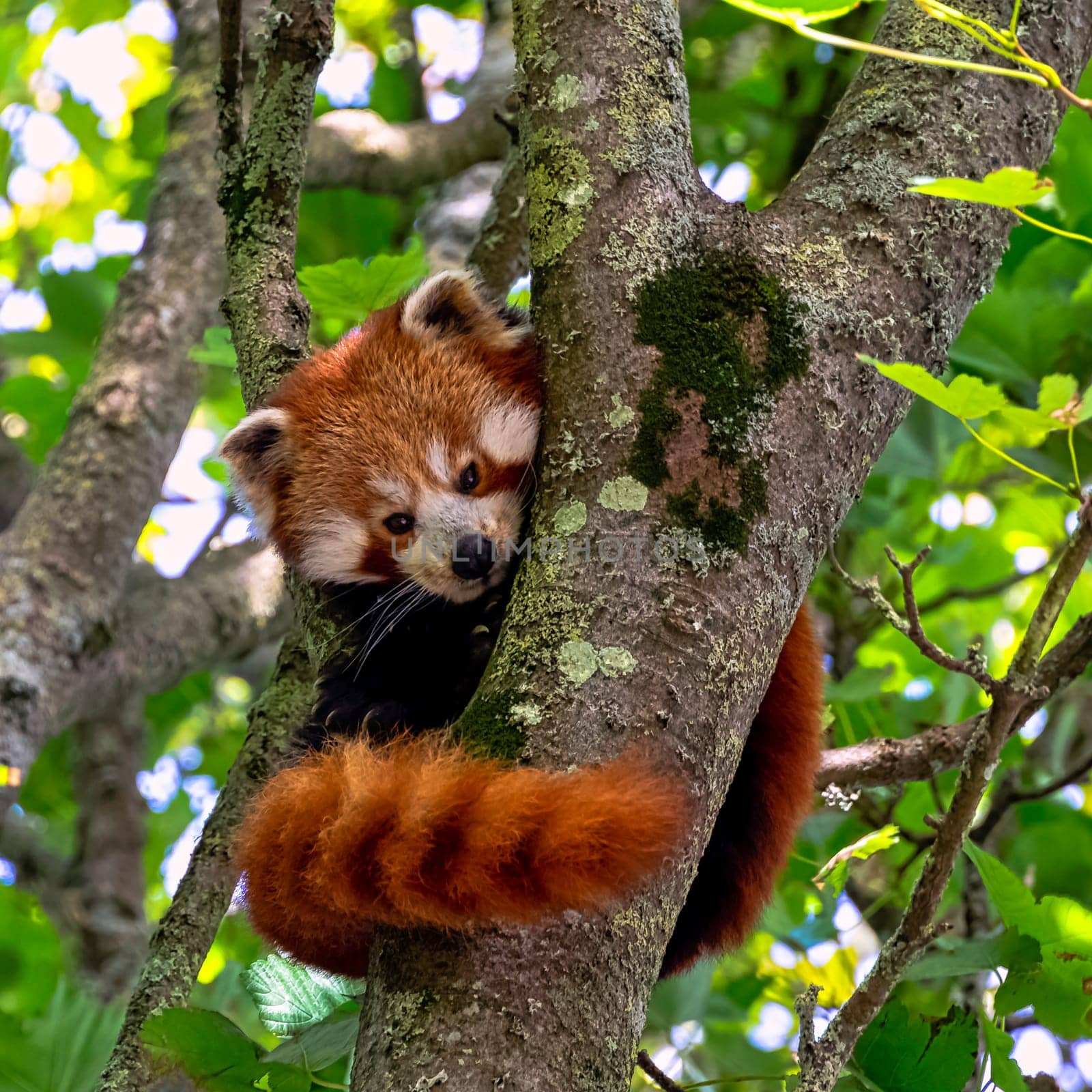 Red panda (Ailurus fulgens) known as lesser panda, the red bear-cat, or cat-bear