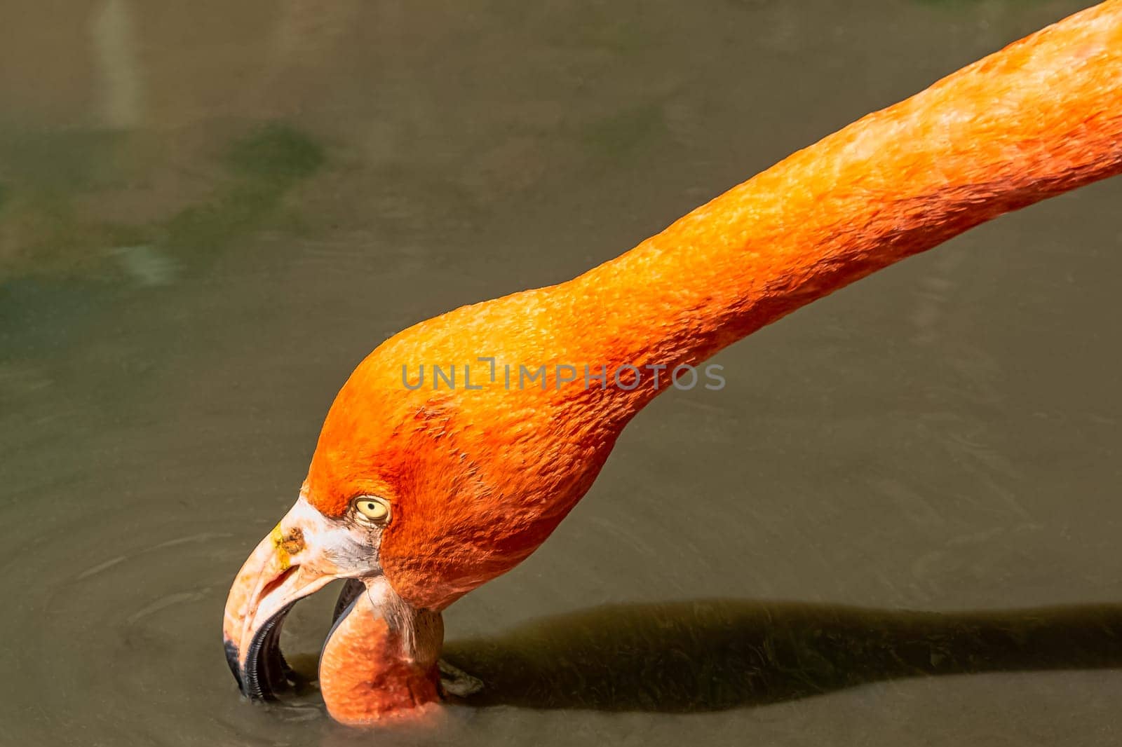 Phoenicopterus ruber known as American or Caribbean flamingo - Peninsula de Zapata / Zapata Swamp, Cuba