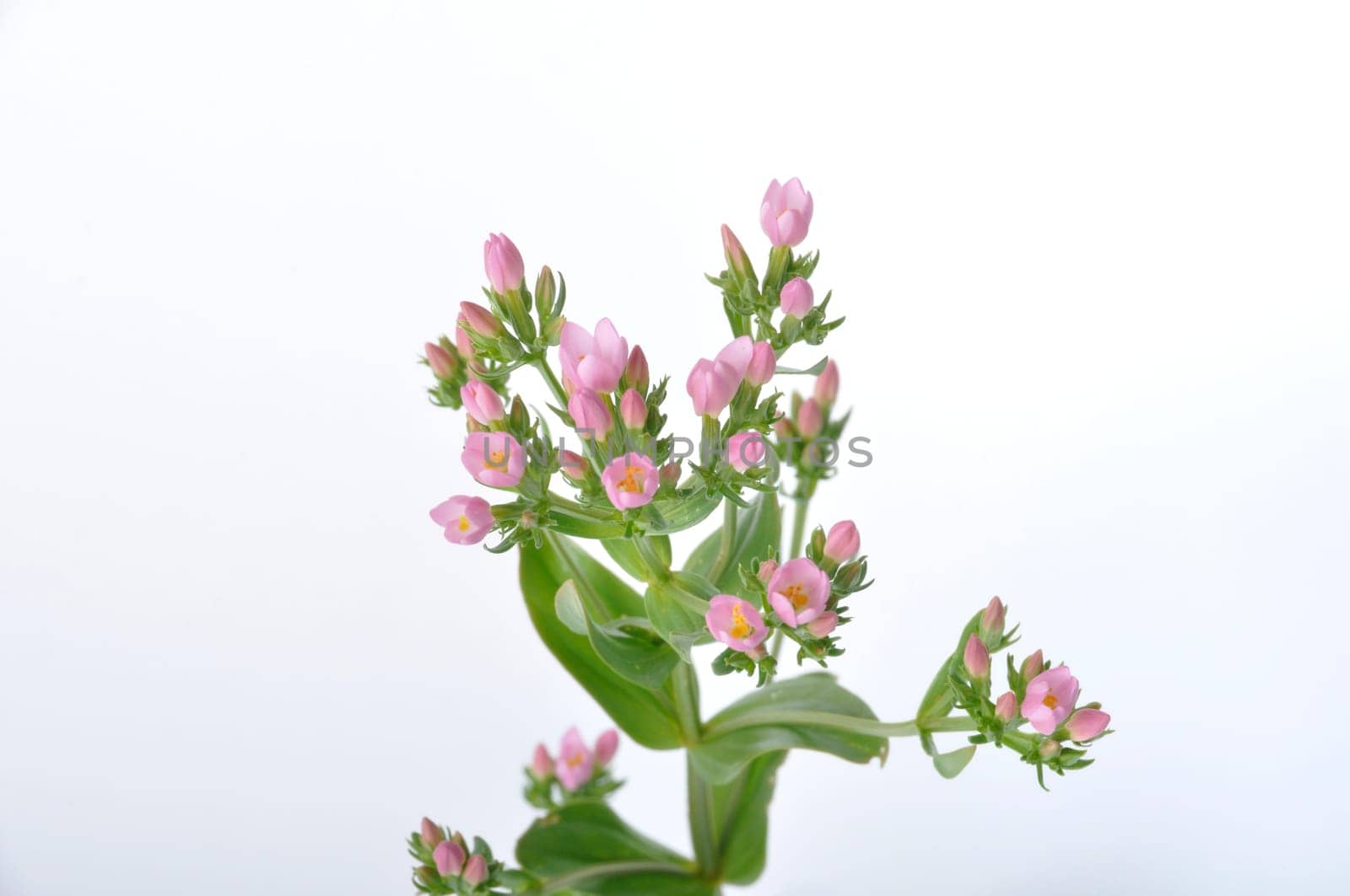 Centaury on a white background