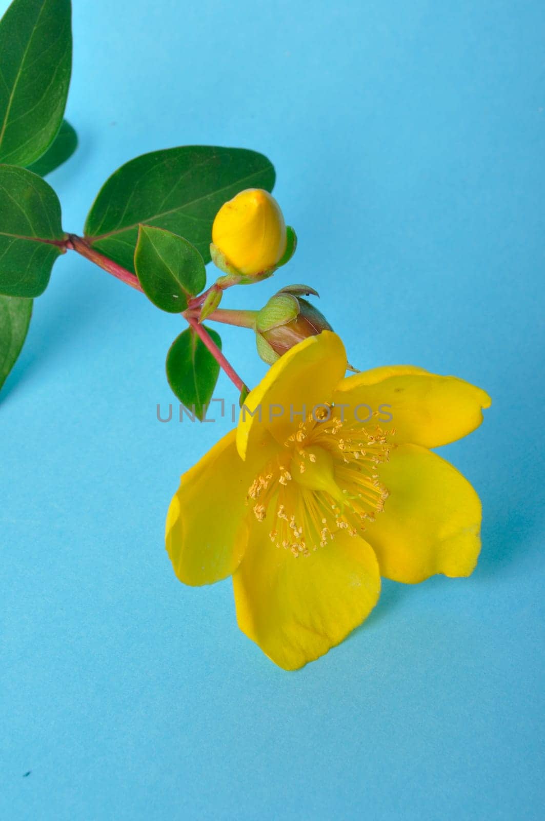 Ornamental St. John's Wort on a blue background