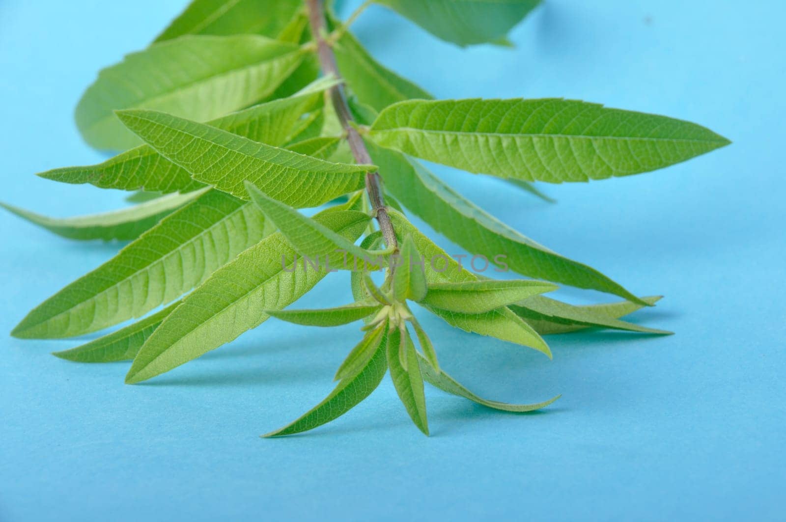Lemon verbena on a blue background
