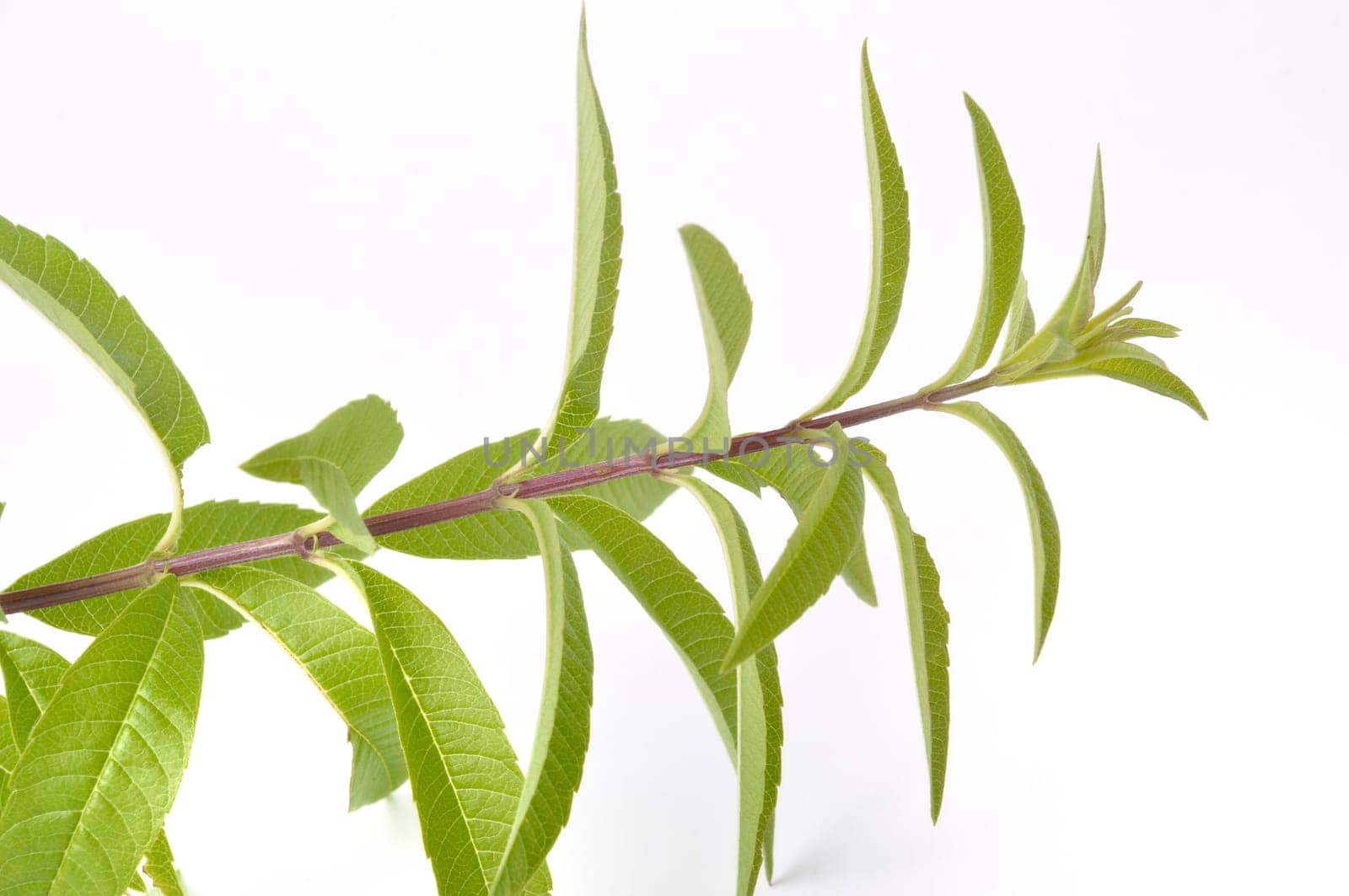 Lemon verbena on a white background
