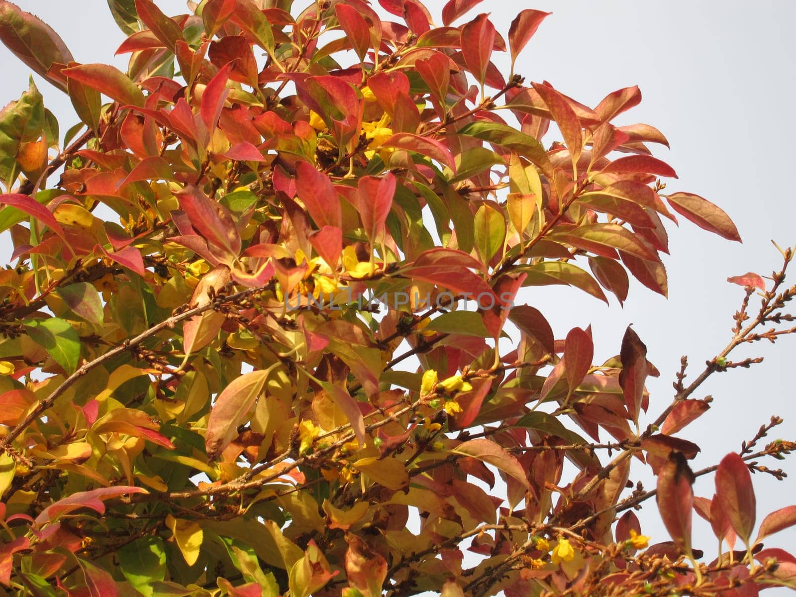 Forthysia in bloom in autumn