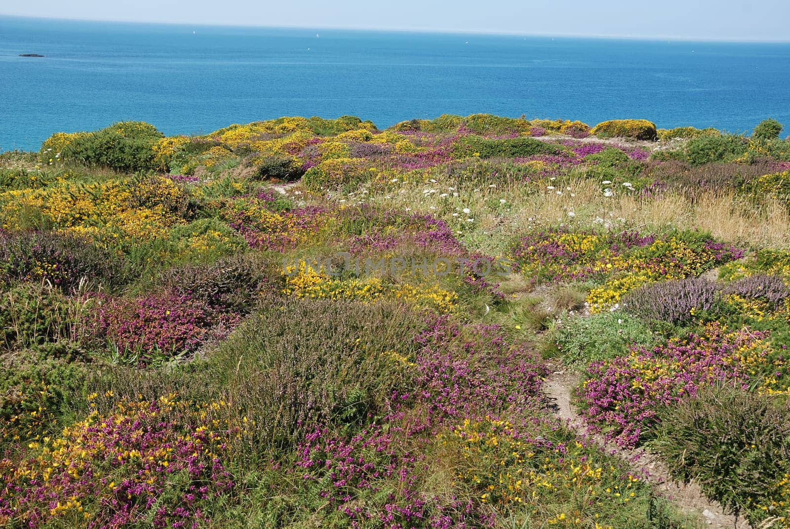 heathland with heather and gorse