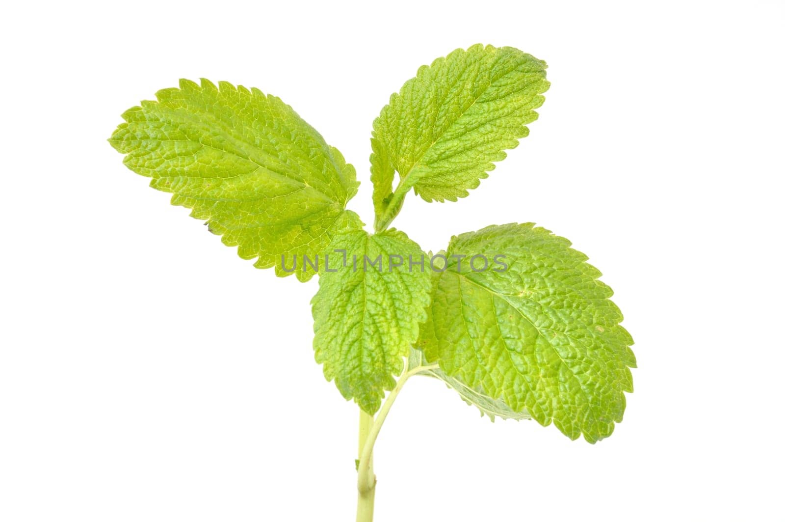 lemon balm,(Melissa officinalis)