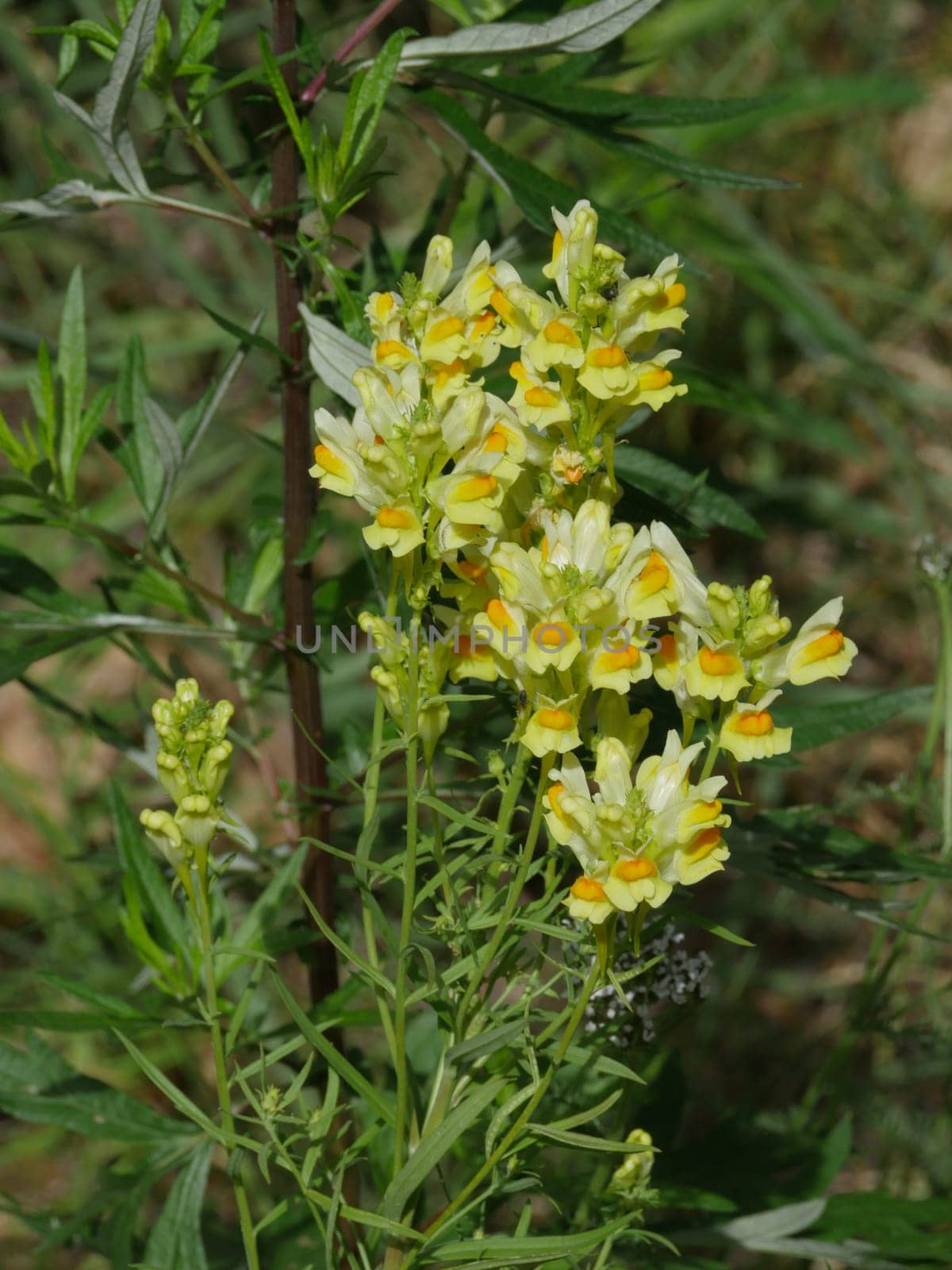 yellow flowers of toadflax medicinal plant in folk medicine