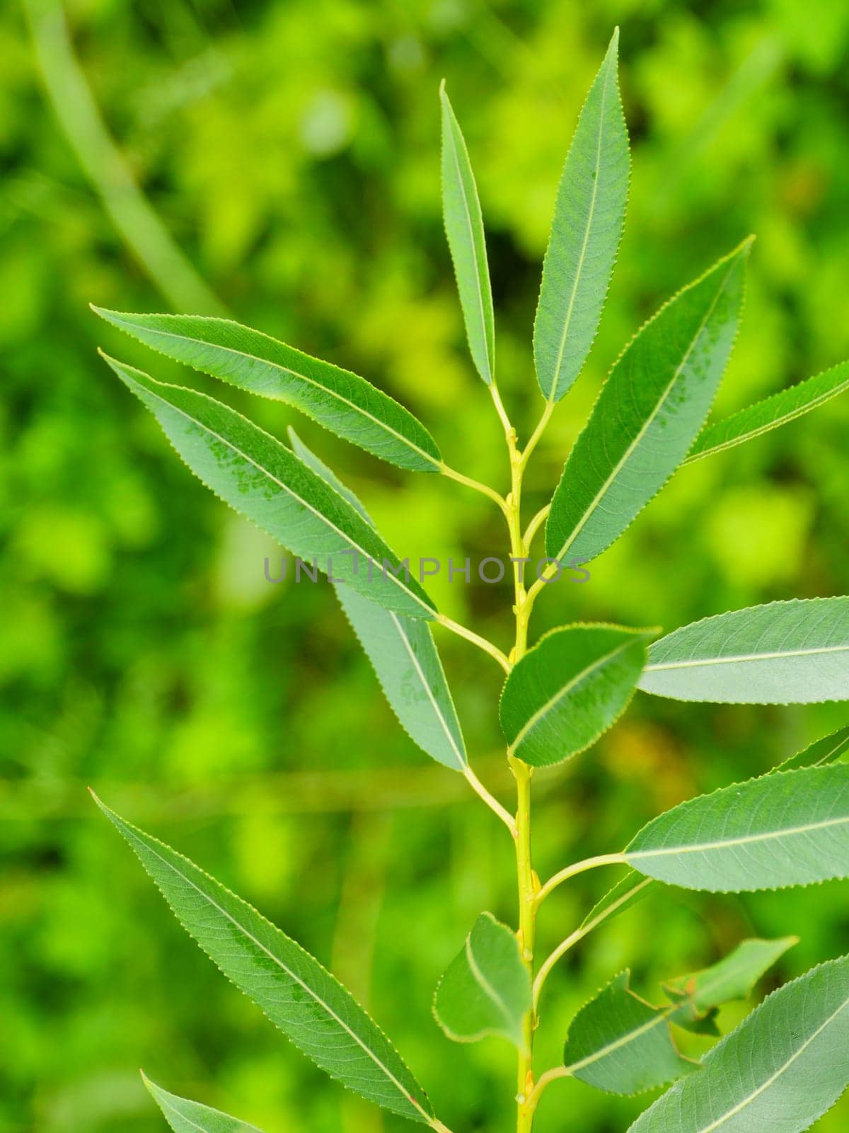 green willow leaves on green plant background