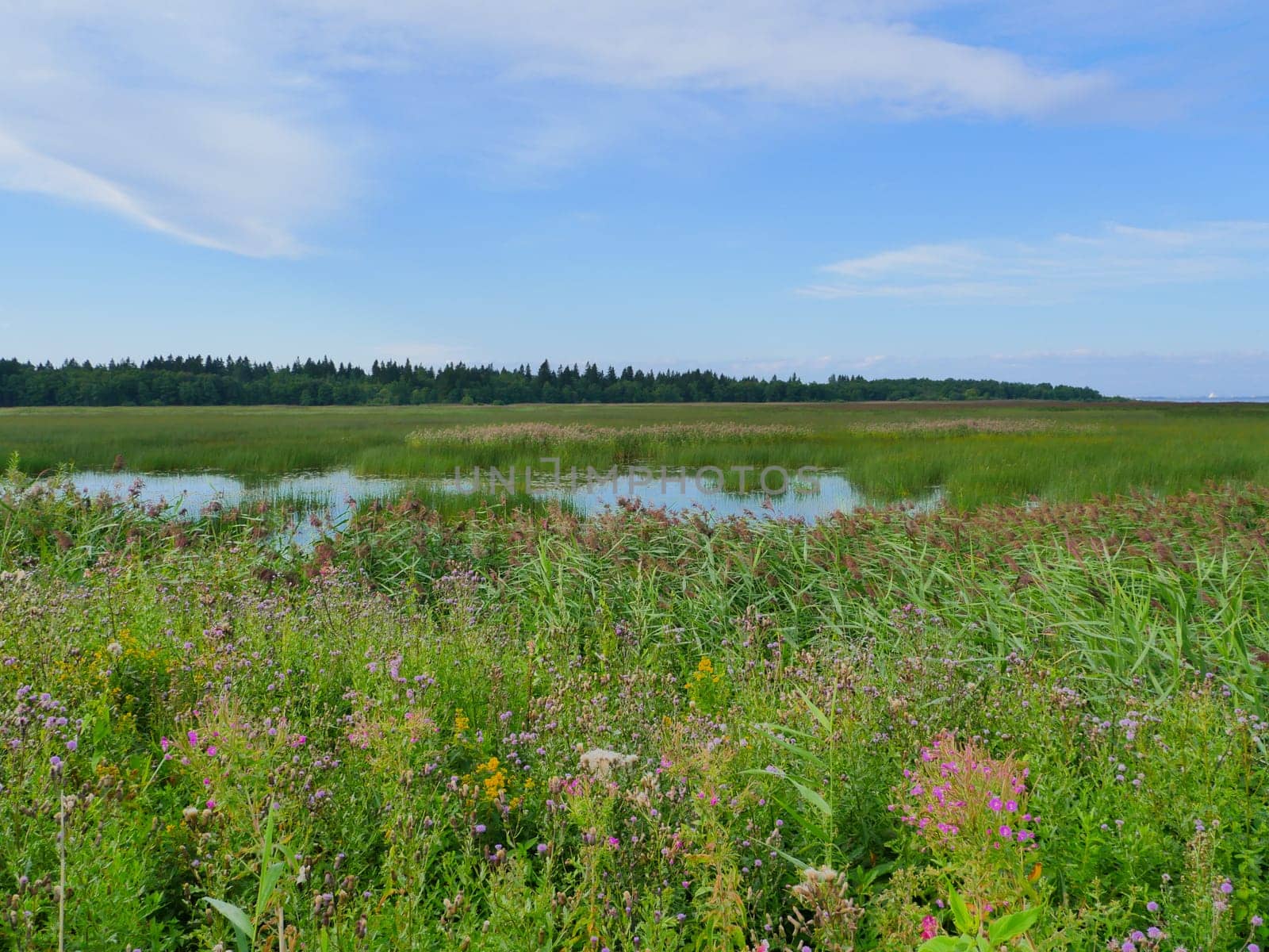 flooded meadows with flowering field grasses landscape with a lake