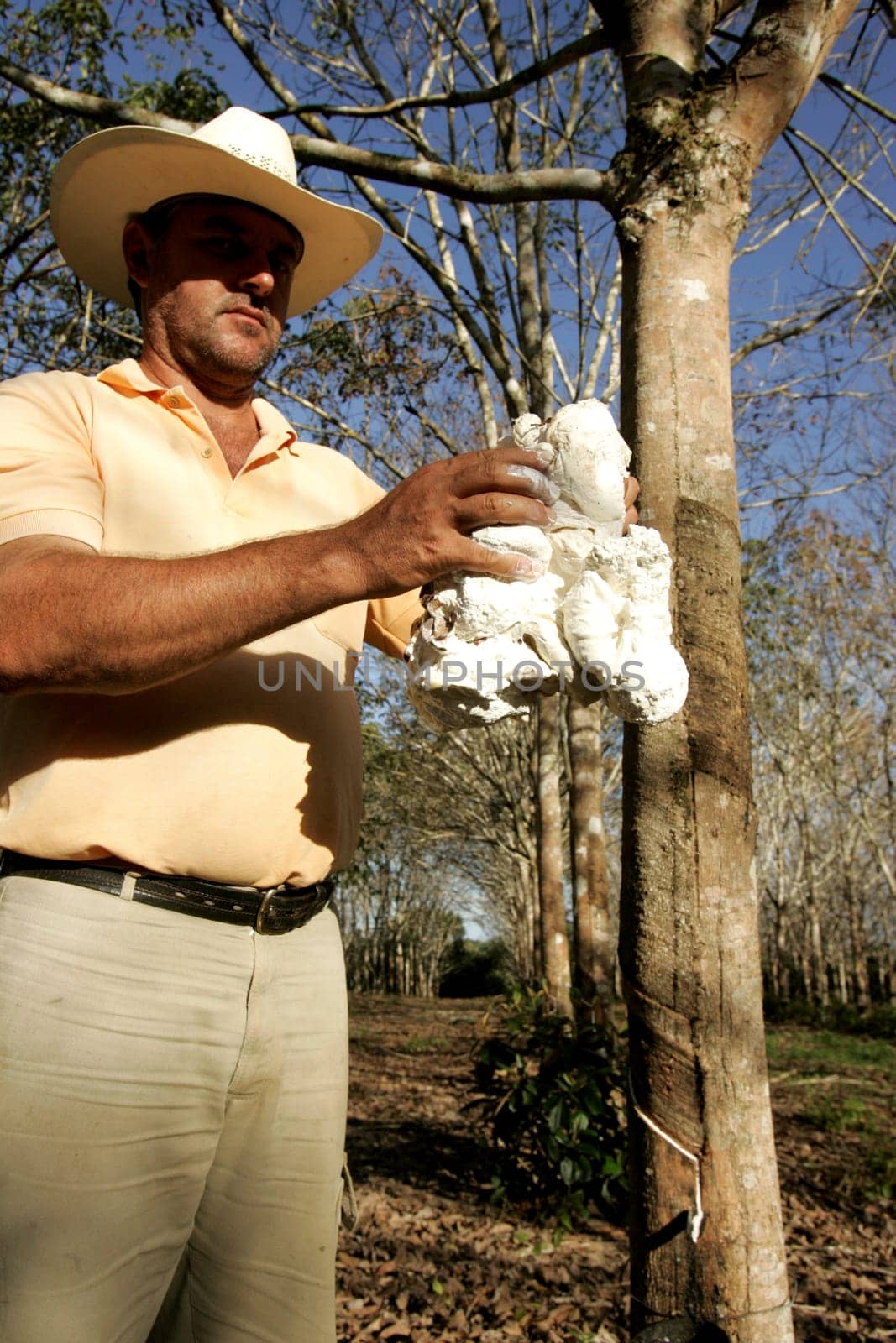 itabela, bahia / brazil - july 9, 2009: rubber plantation for latex extraction and rubber production in the city of Itabela, in southern Bahia.