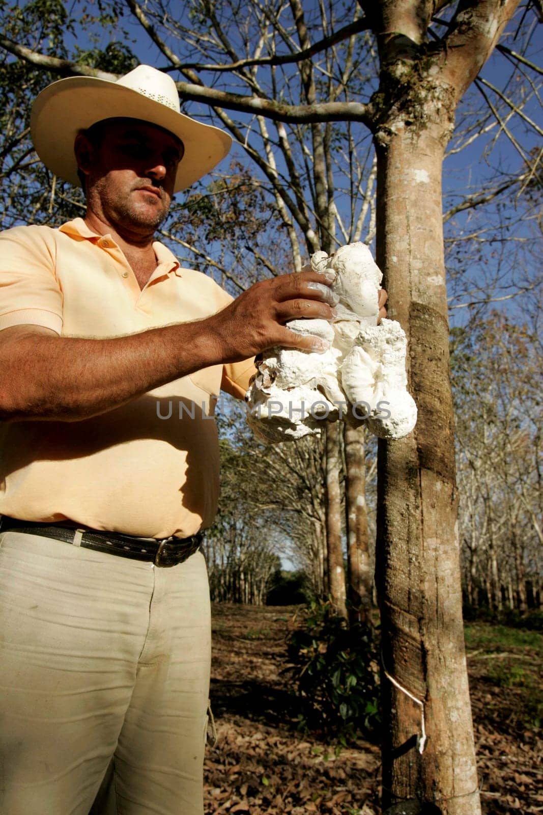 itabela, bahia / brazil - july 9, 2009: rubber plantation for latex extraction and rubber production in the city of Itabela, in southern Bahia.