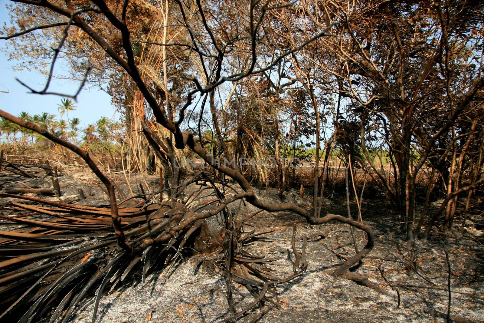 santa cruz cabralia - november 10, 2008: Fire destroys vegetation in environmental protection area is seen in Santo Andre district.