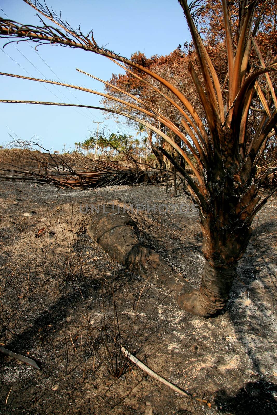 santa cruz cabralia - november 10, 2008: Fire destroys vegetation in environmental protection area is seen in Santo Andre district.