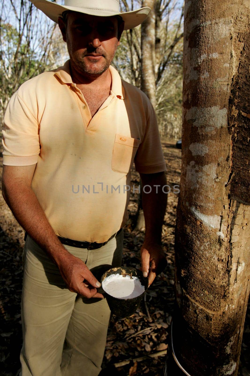 itabela, bahia / brazil - july 9, 2009: rubber plantation for latex extraction and rubber production in the city of Itabela, in southern Bahia.