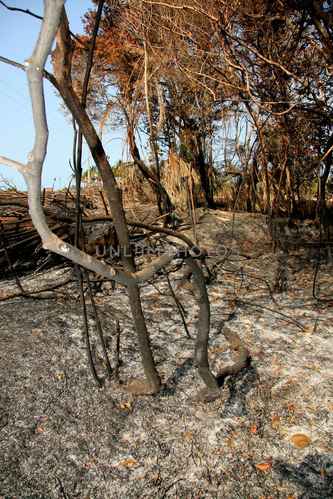 santa cruz cabralia - november 10, 2008: Fire destroys vegetation in environmental protection area is seen in Santo Andre district.