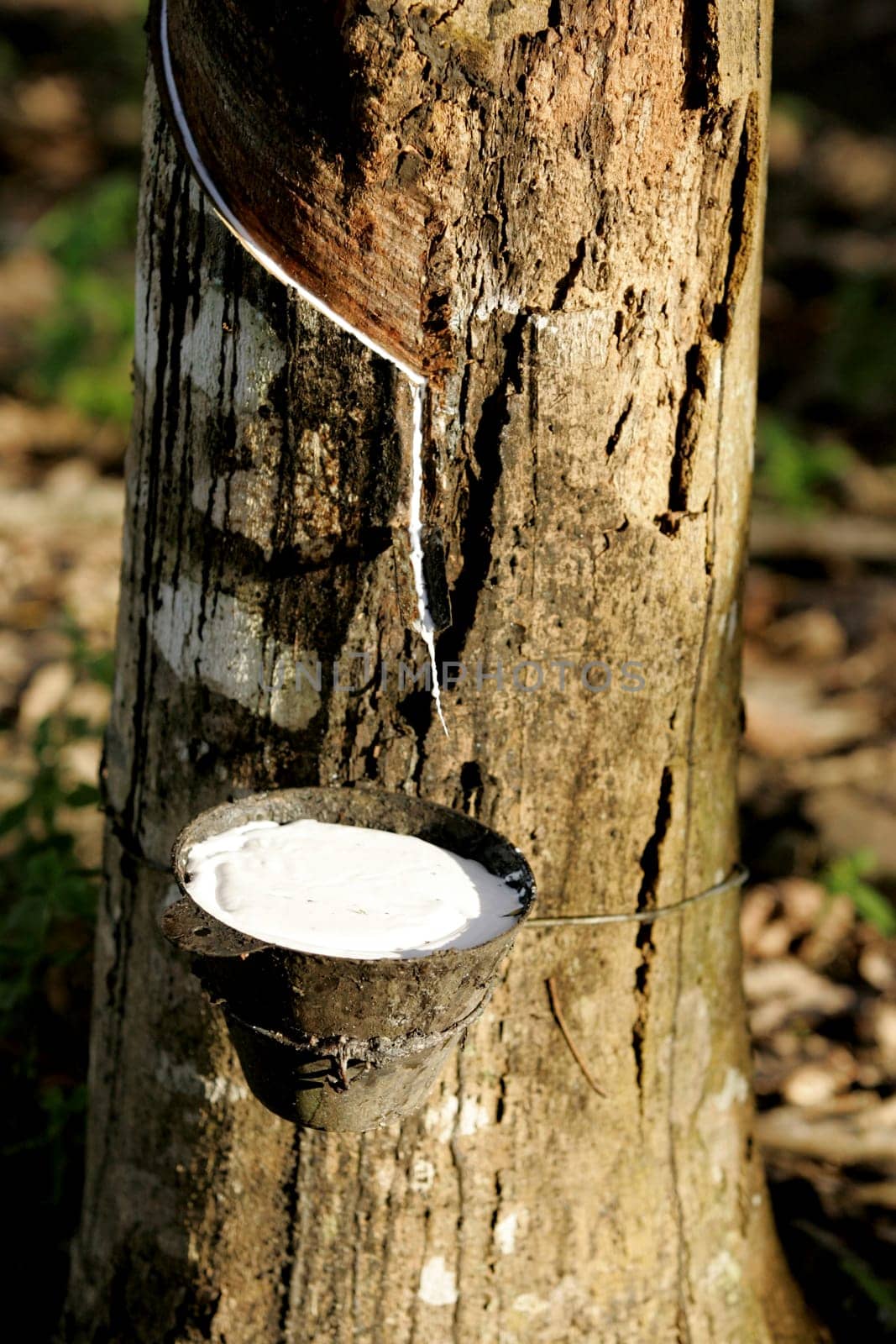 itabela, bahia / brazil - july 9, 2009: rubber plantation for latex extraction and rubber production in the city of Itabela, in southern Bahia.