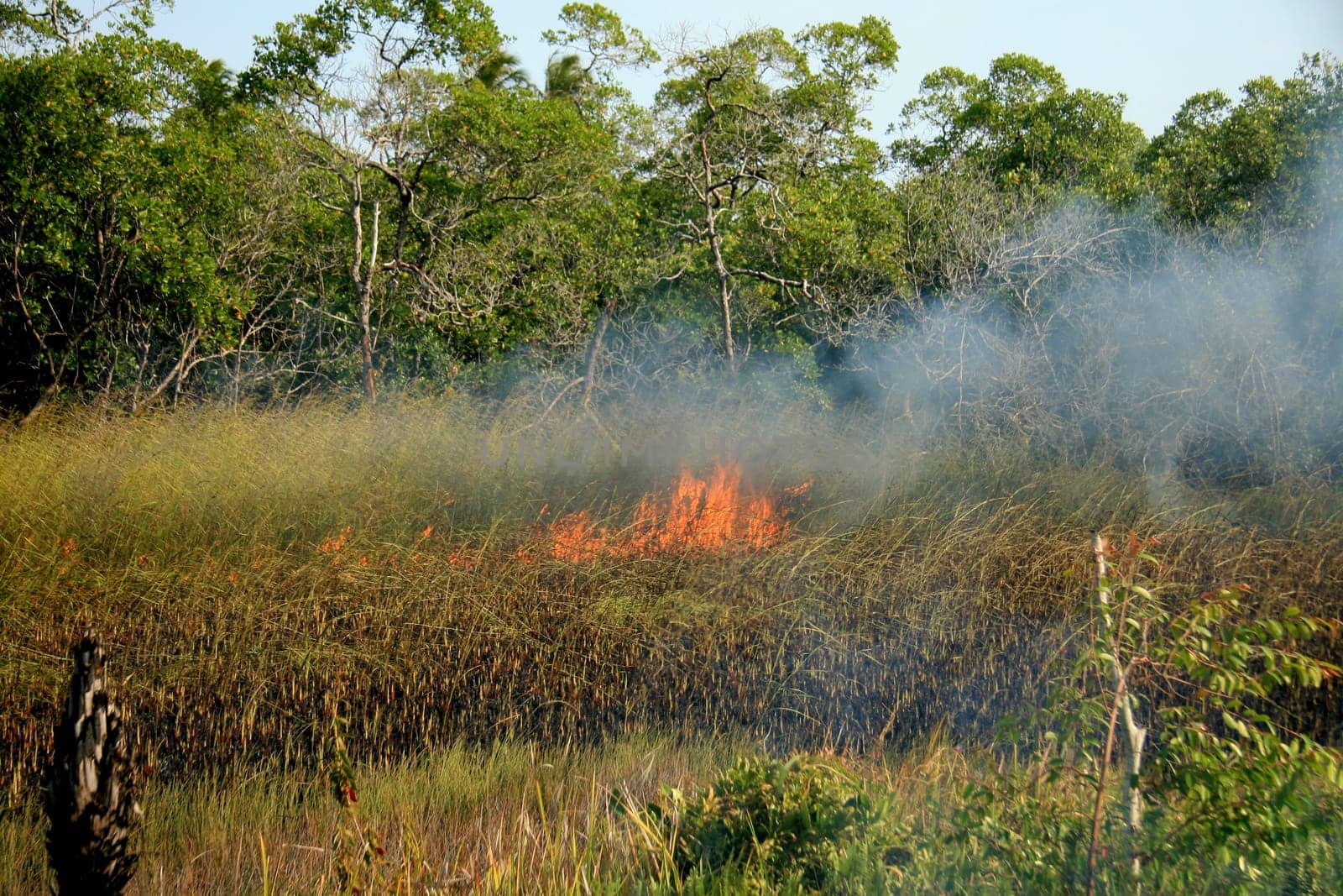 santa cruz cabralia - november 10, 2008: Fire destroys vegetation in environmental protection area is seen in Santo Andre district.