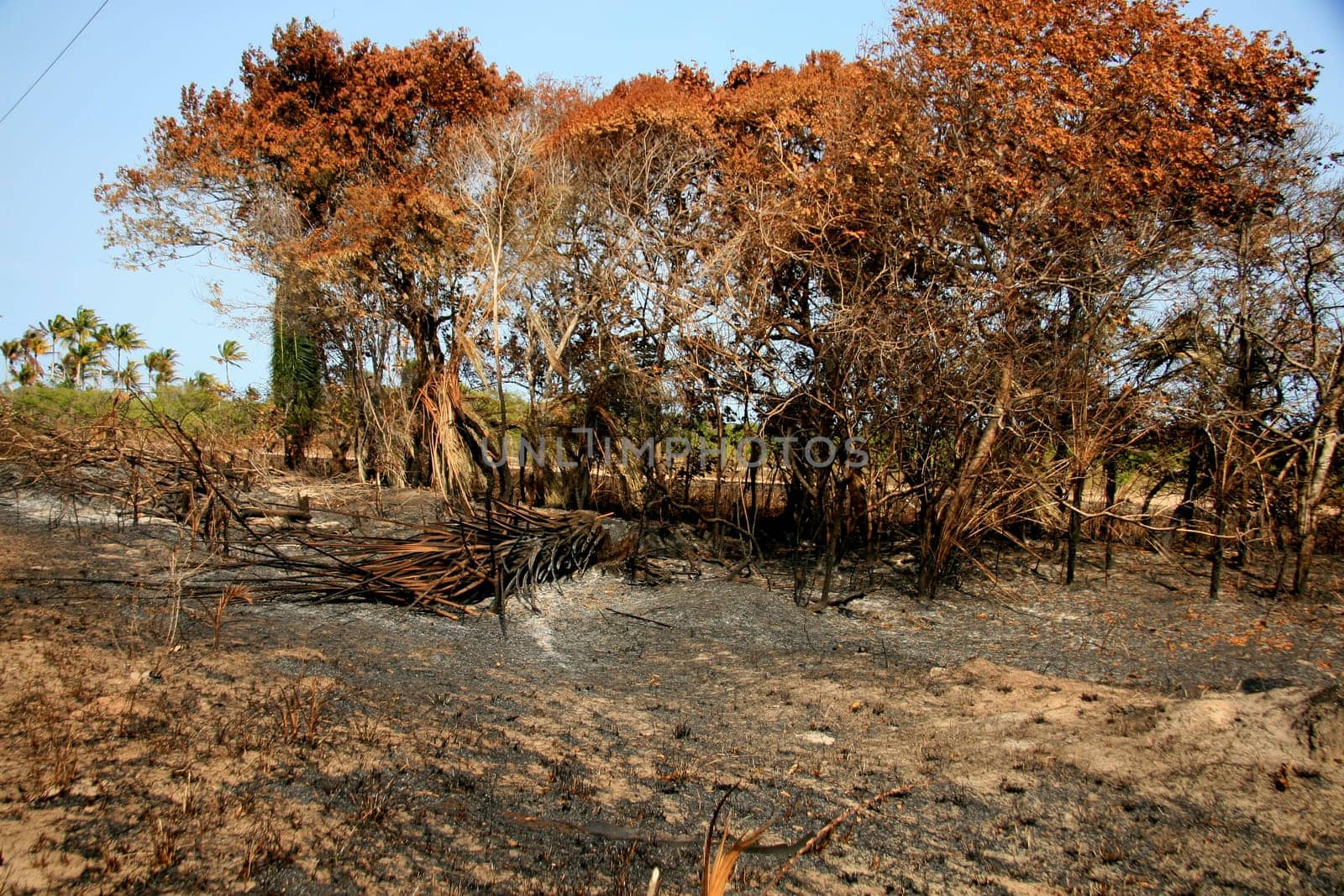 santa cruz cabralia - november 10, 2008: Fire destroys vegetation in environmental protection area is seen in Santo Andre district.