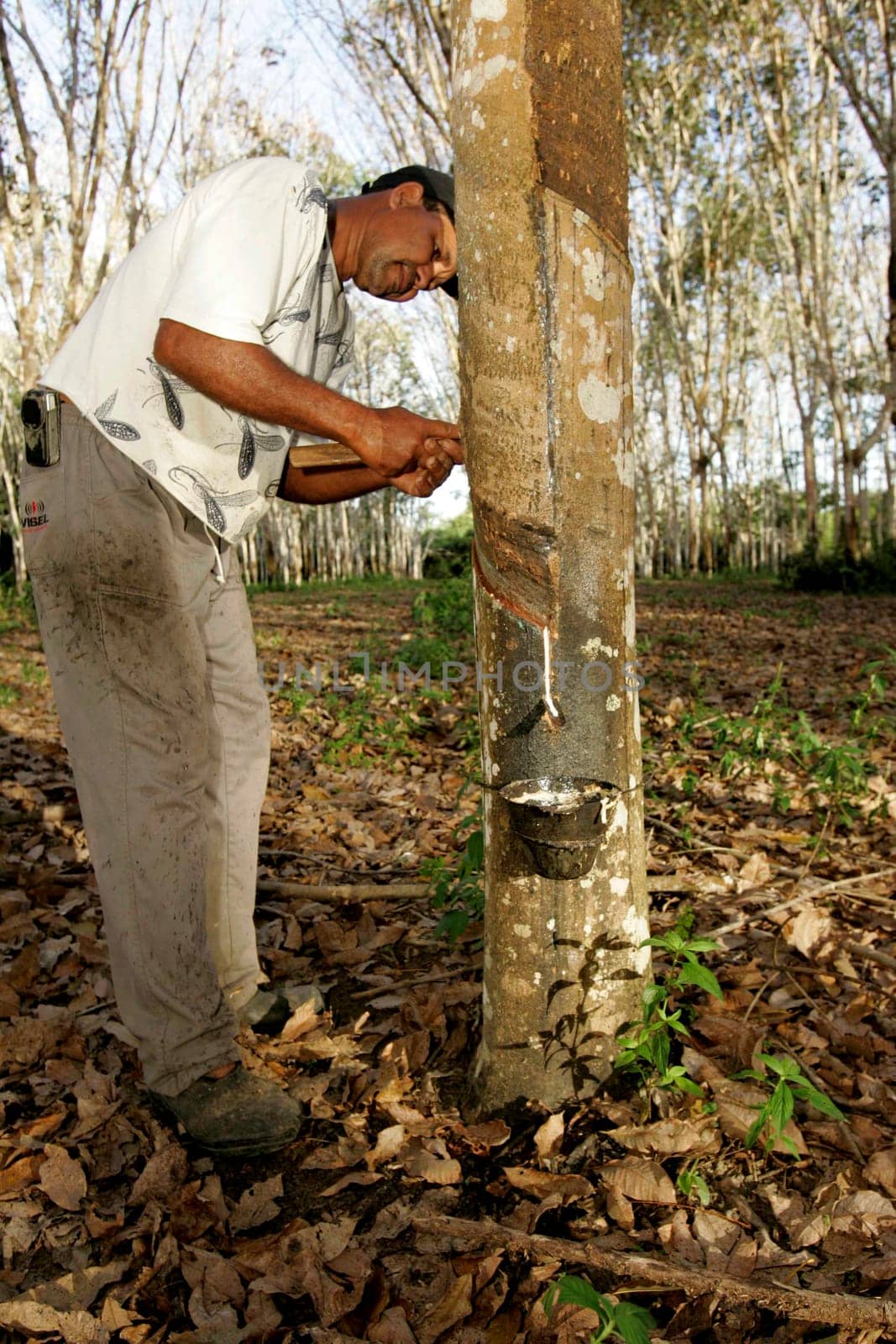 itabela, bahia / brazil - july 9, 2009: rubber plantation for latex extraction and rubber production in the city of Itabela, in southern Bahia.