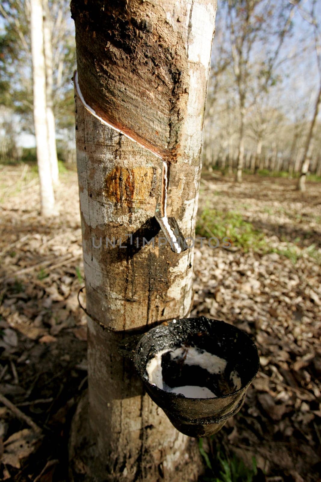 itabela, bahia / brazil - july 9, 2009: rubber plantation for latex extraction and rubber production in the city of Itabela, in southern Bahia.