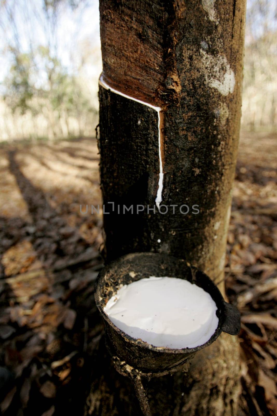 itabela, bahia / brazil - july 9, 2009: rubber plantation for latex extraction and rubber production in the city of Itabela, in southern Bahia.