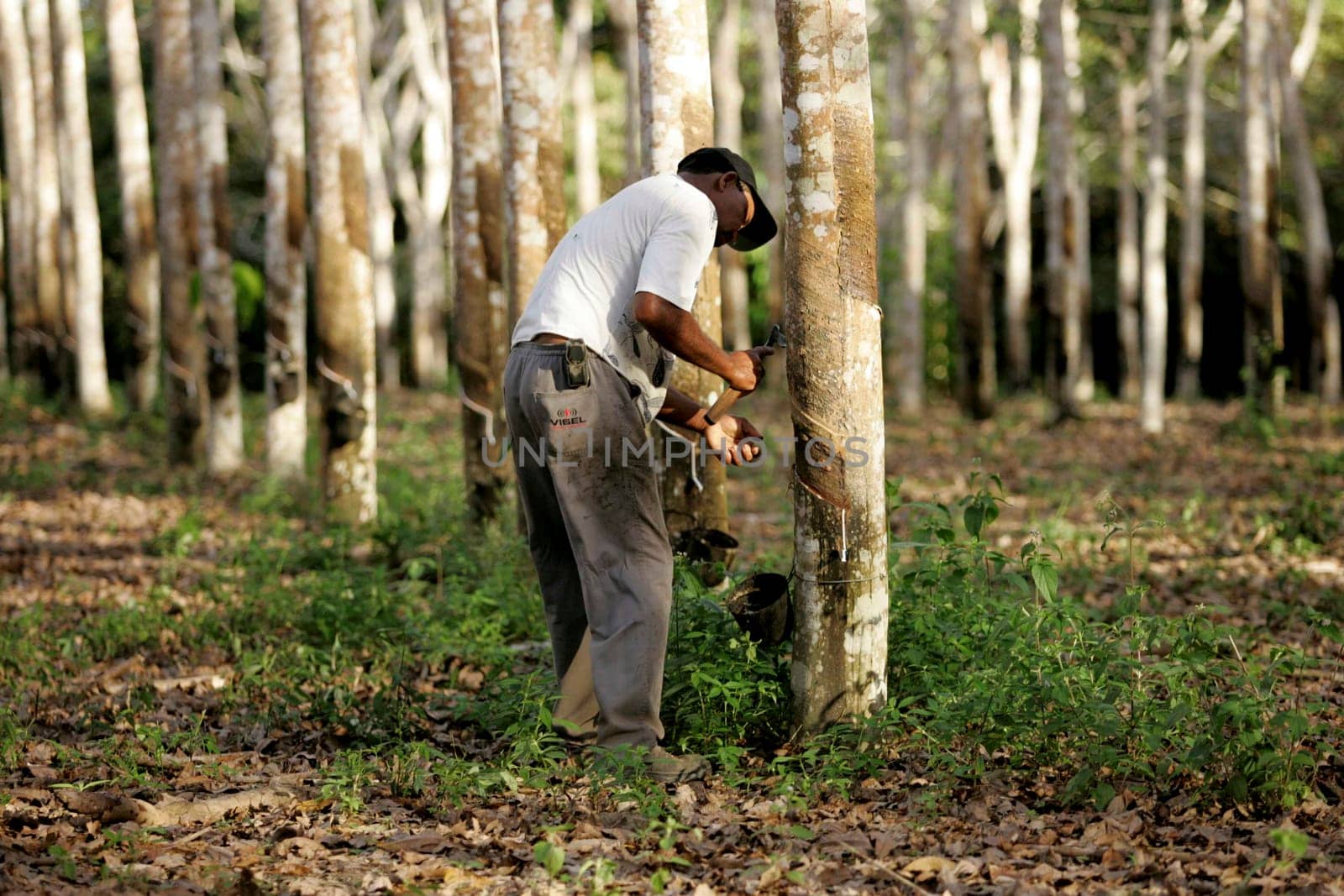 itabela, bahia / brazil - july 9, 2009: rubber plantation for latex extraction and rubber production in the city of Itabela, in southern Bahia.
