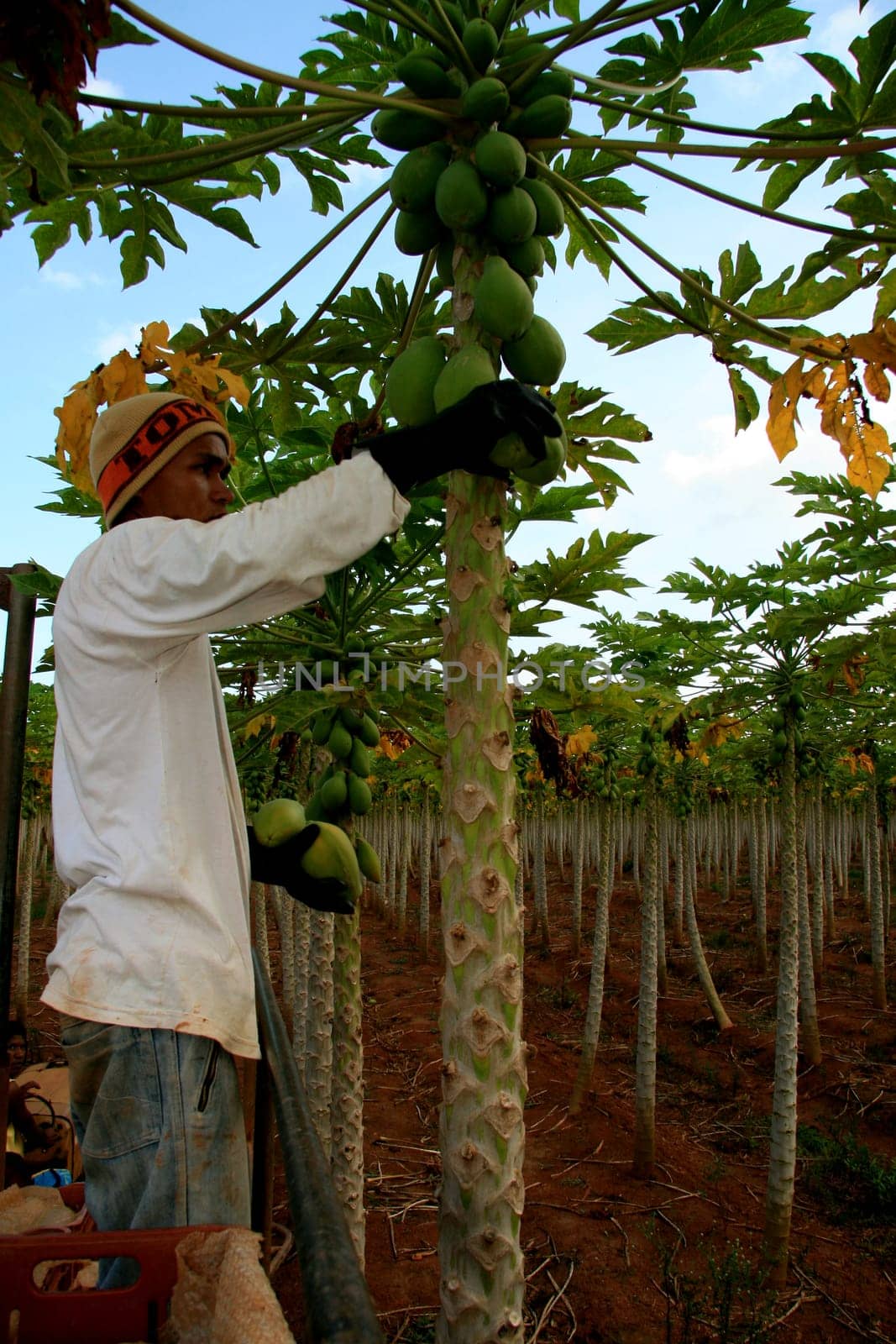 mucuri, bahia / brazil - october 30, 2008: papaya harvest in plantation in the city of Mucuri, in southern Bahia.