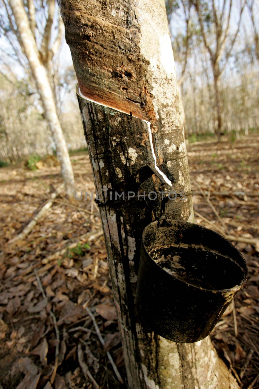 itabela, bahia / brazil - july 9, 2009: rubber plantation for latex extraction and rubber production in the city of Itabela, in southern Bahia.