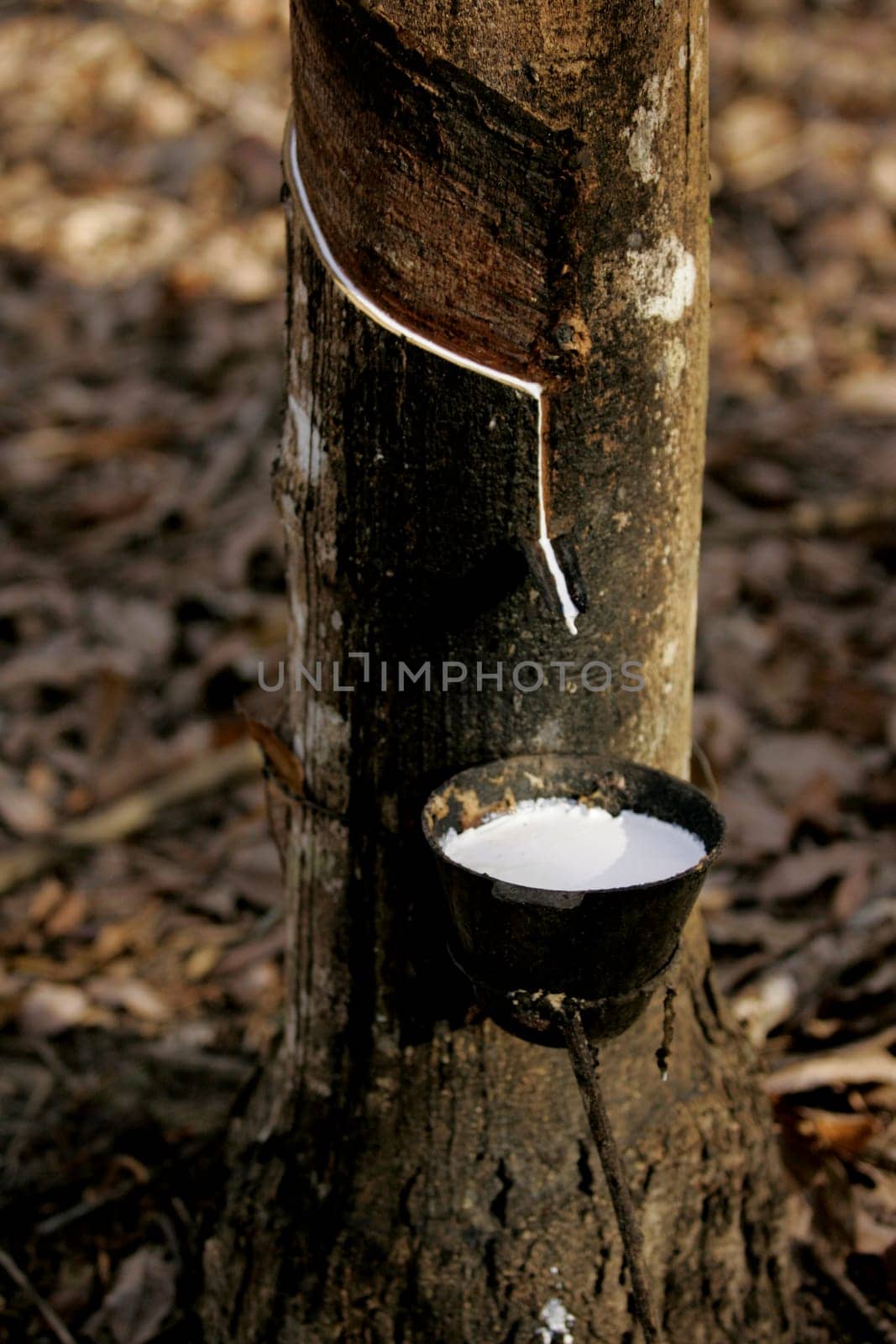 itabela, bahia / brazil - july 9, 2009: rubber plantation for latex extraction and rubber production in the city of Itabela, in southern Bahia.