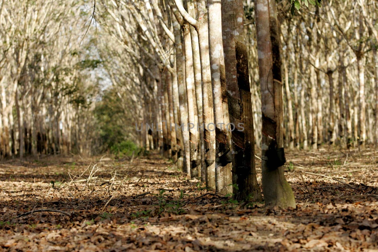 itabela, bahia / brazil - july 9, 2009: rubber plantation for latex extraction and rubber production in the city of Itabela, in southern Bahia.