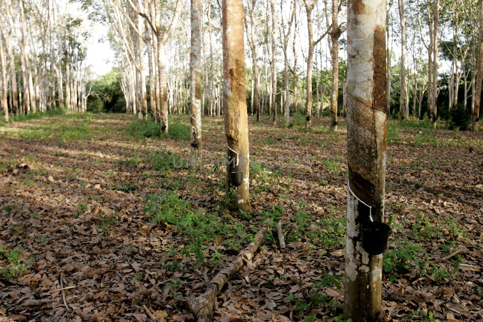 itabela, bahia / brazil - july 9, 2009: rubber plantation for latex extraction and rubber production in the city of Itabela, in southern Bahia.