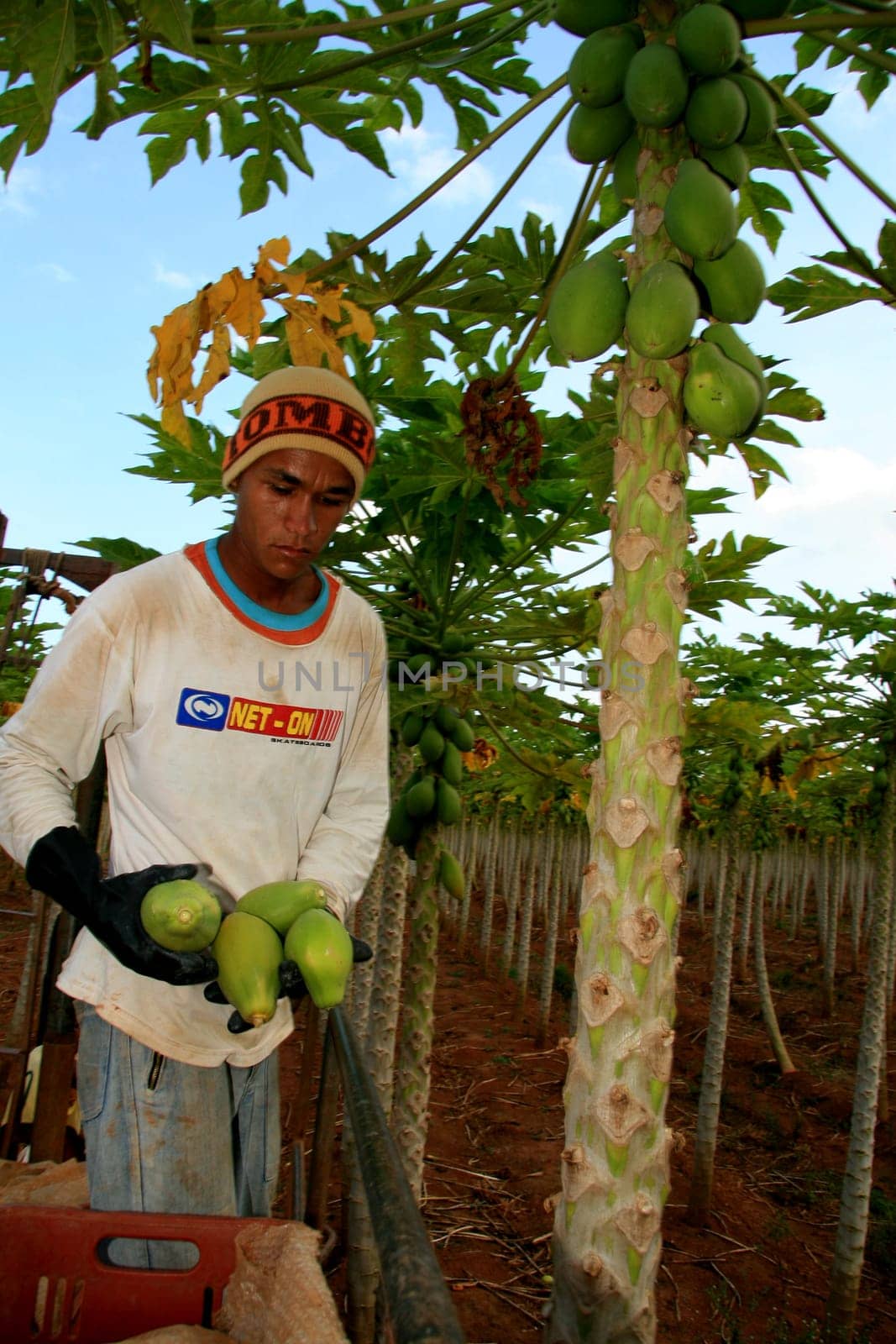 mucuri, bahia / brazil - october 30, 2008: papaya harvest in plantation in the city of Mucuri, in southern Bahia.