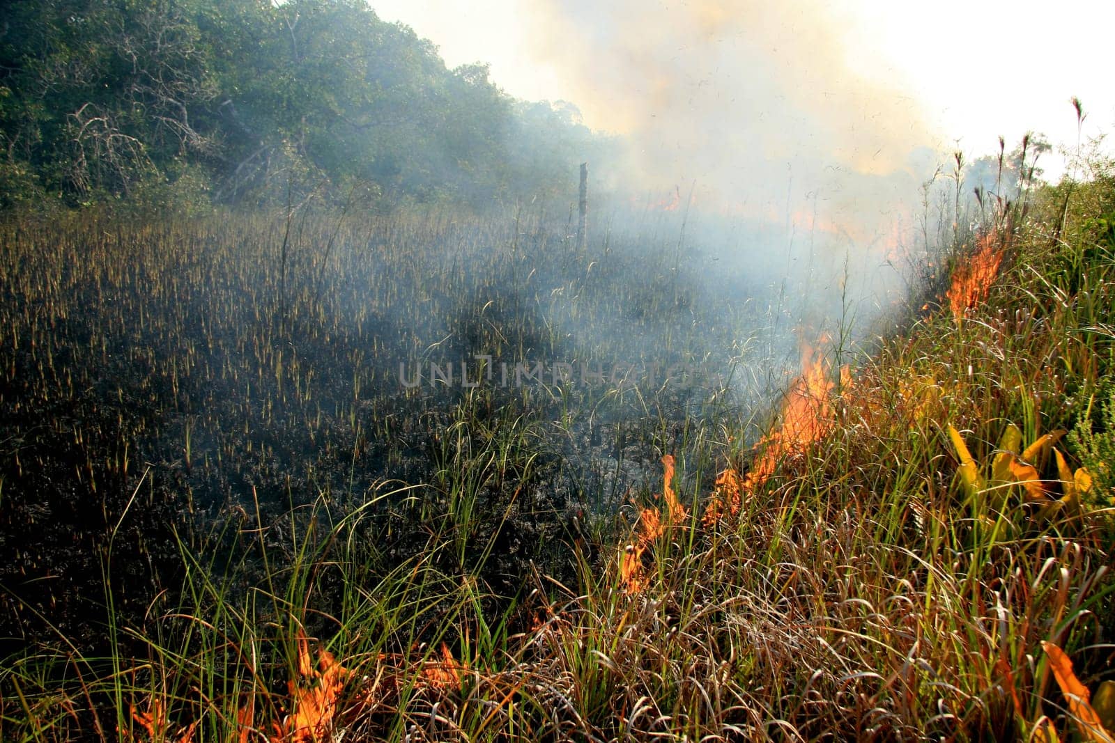 santa cruz cabralia - november 10, 2008: Fire destroys vegetation in environmental protection area is seen in Santo Andre district.