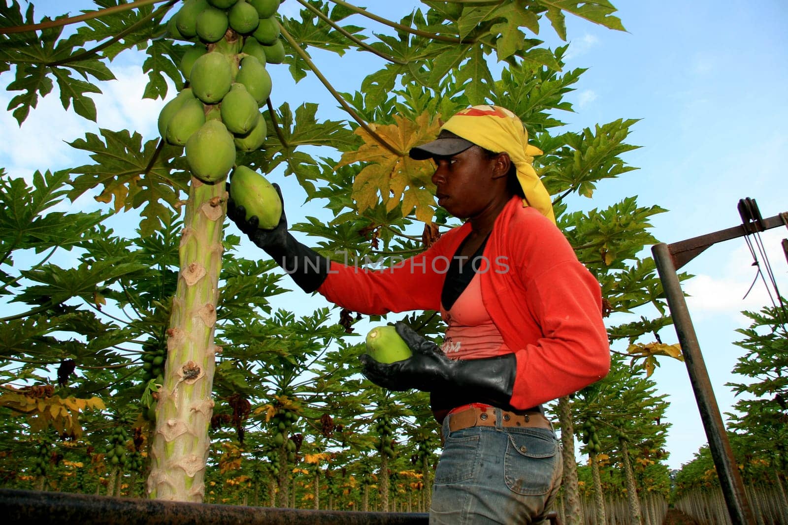 mucuri, bahia / brazil - october 30, 2008: papaya harvest in plantation in the city of Mucuri, in southern Bahia.