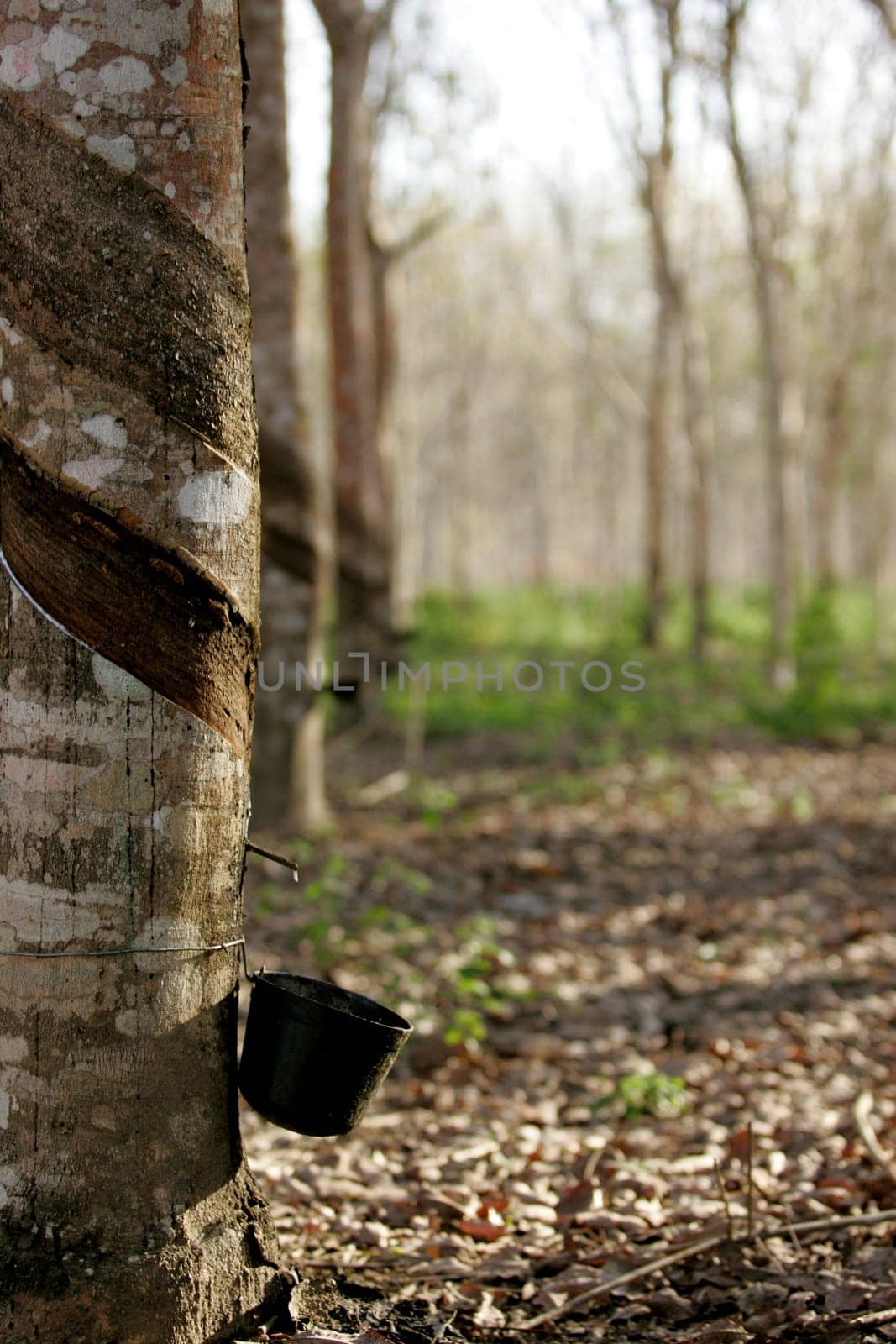 itabela, bahia / brazil - july 9, 2009: rubber plantation for latex extraction and rubber production in the city of Itabela, in southern Bahia.