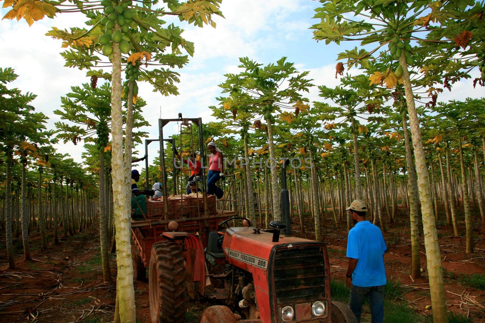 mucuri, bahia / brazil - october 30, 2008: papaya harvest in plantation in the city of Mucuri, in southern Bahia.