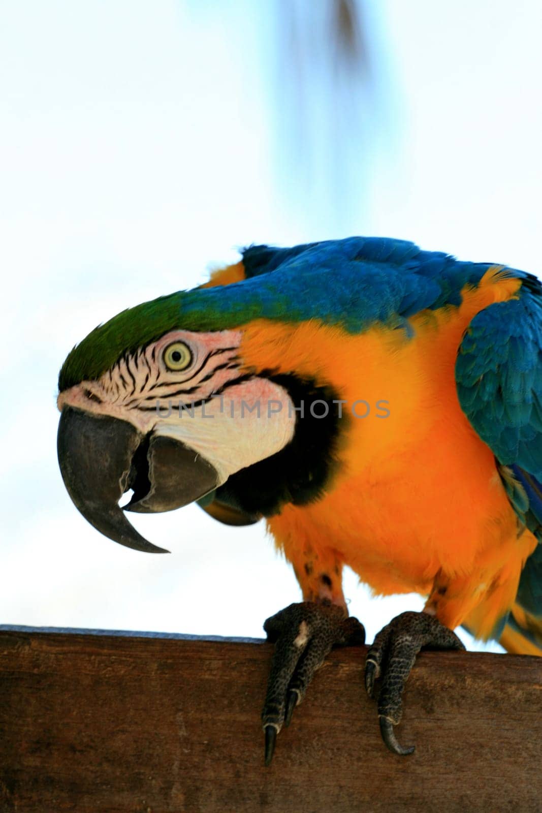 porto seguro, bahia / brazil - december 30, 2009: Bird Macaw is seen in the area of an inn in the city of Porto Seguro.