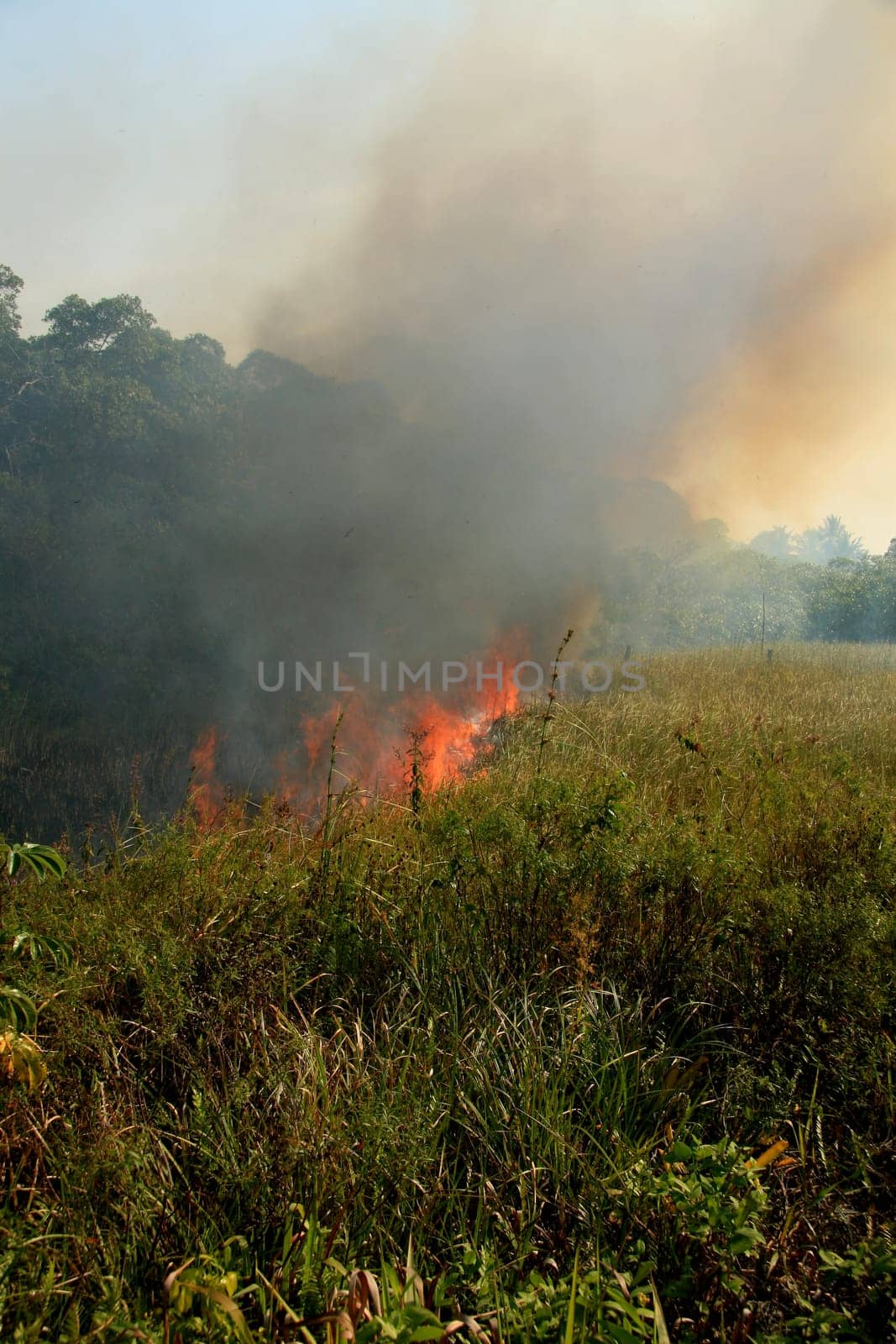 santa cruz cabralia - november 10, 2008: Fire destroys vegetation in environmental protection area is seen in Santo Andre district.