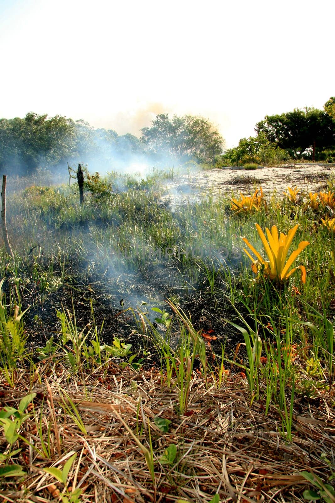 santa cruz cabralia - november 10, 2008: Fire destroys vegetation in environmental protection area is seen in Santo Andre district.