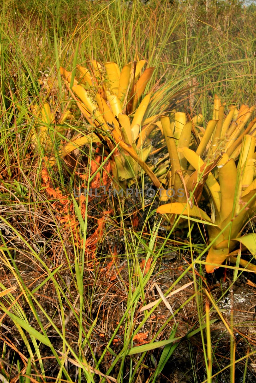 santa cruz cabralia - november 10, 2008: Fire destroys vegetation in environmental protection area is seen in Santo Andre district.
