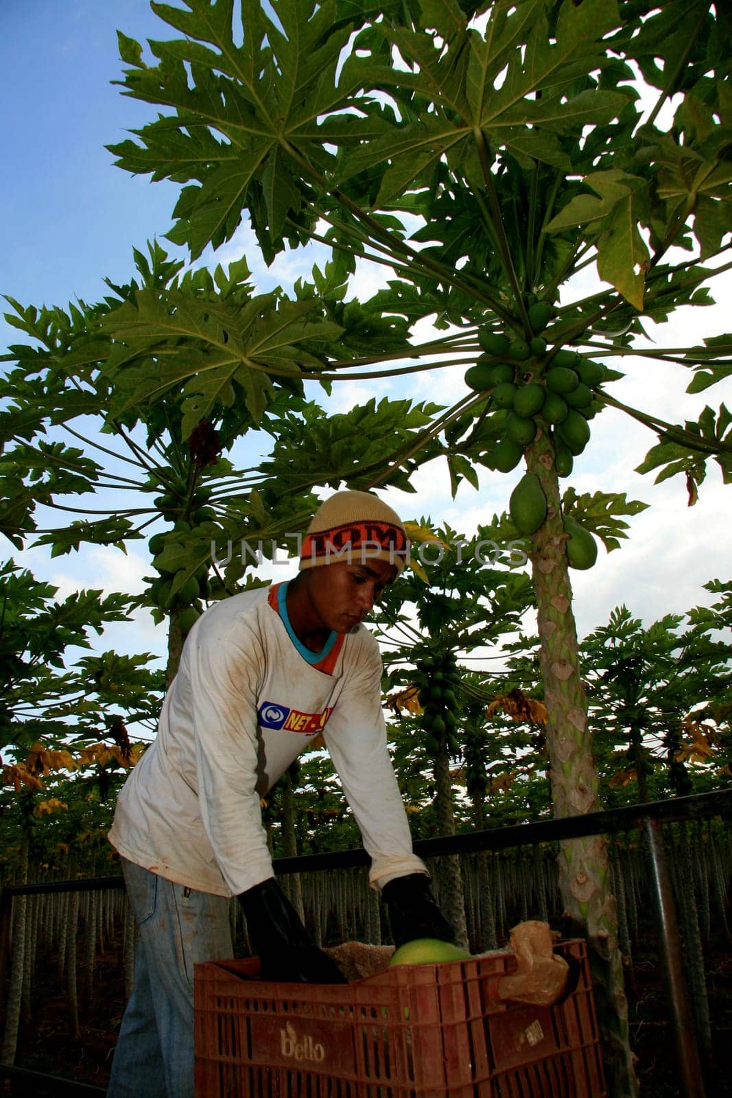 mucuri, bahia / brazil - october 30, 2008: papaya harvest in plantation in the city of Mucuri, in southern Bahia.