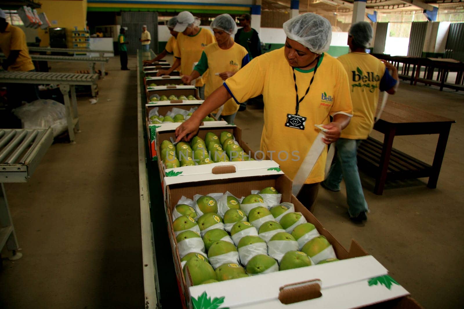 mucuri, bahia / brazil - march 11, 2009: collection and processing of papaya for export in the city of Mucuri.......
