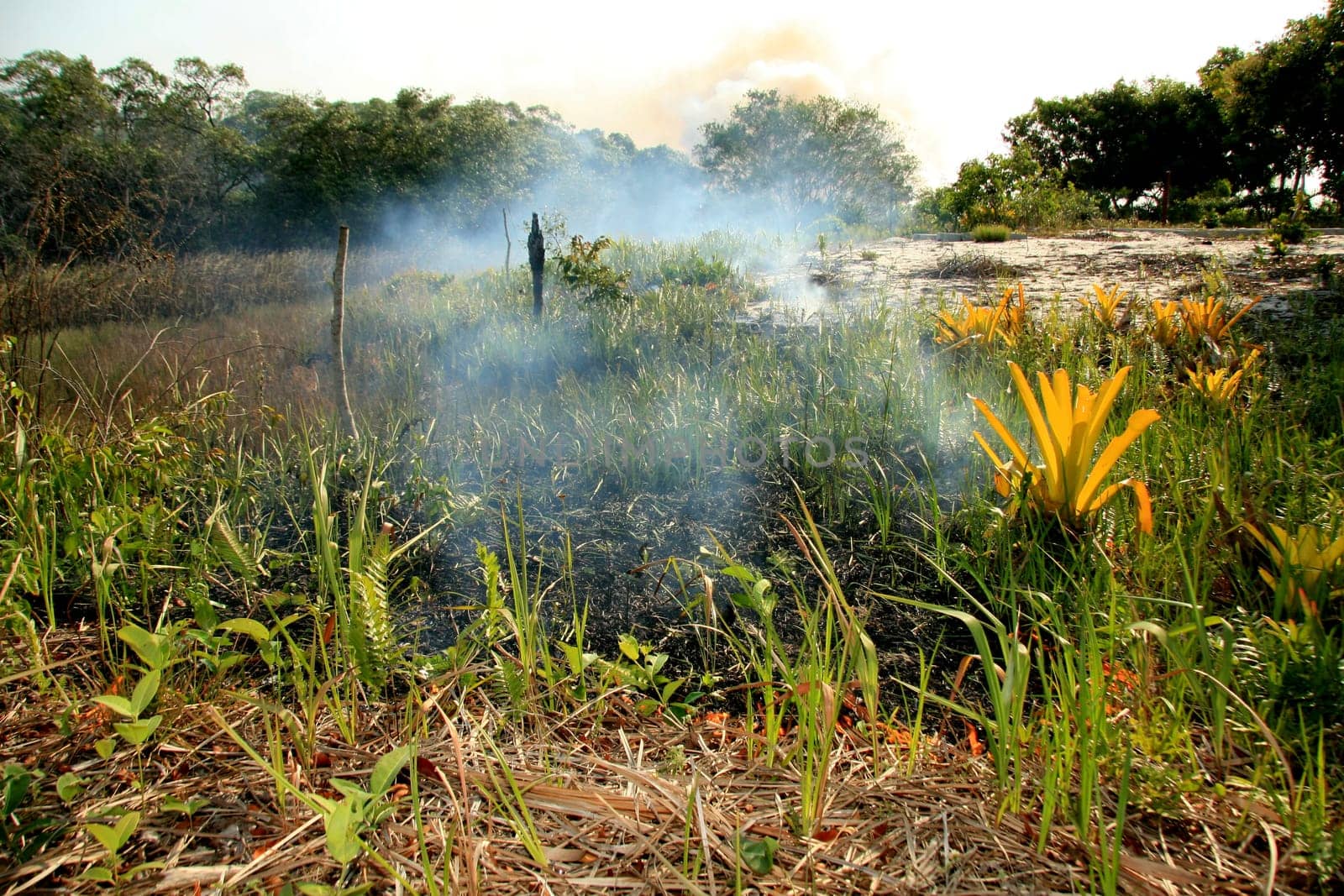 santa cruz cabralia - november 10, 2008: Fire destroys vegetation in environmental protection area is seen in Santo Andre district.