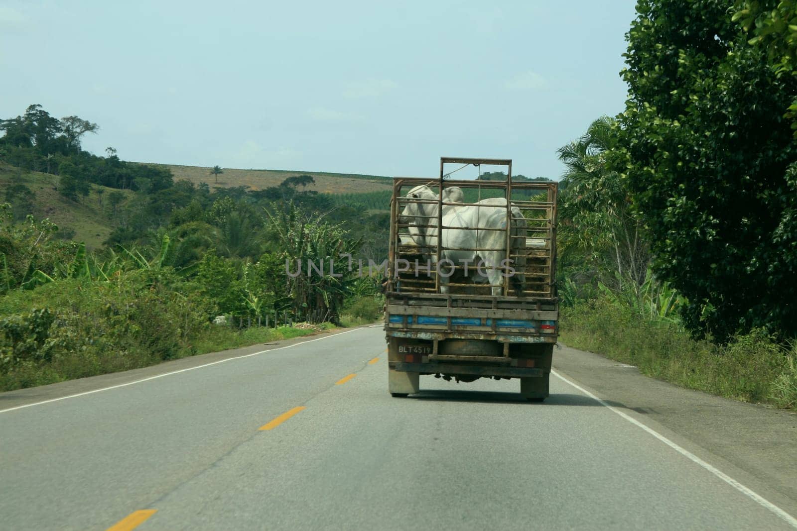 itamaraju, bahia / brazil - september 23, 2008: The bull is transported in a truck body on the BR 101 highway in the city of Itamaraju.