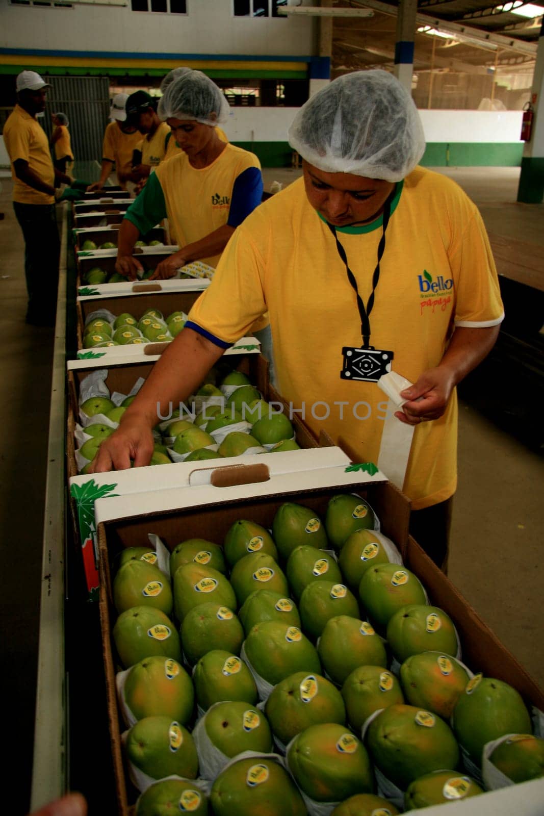 mucuri, bahia / brazil - march 11, 2009: collection and processing of papaya for export in the city of Mucuri.......